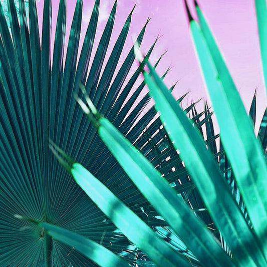 Miami Beach Palms