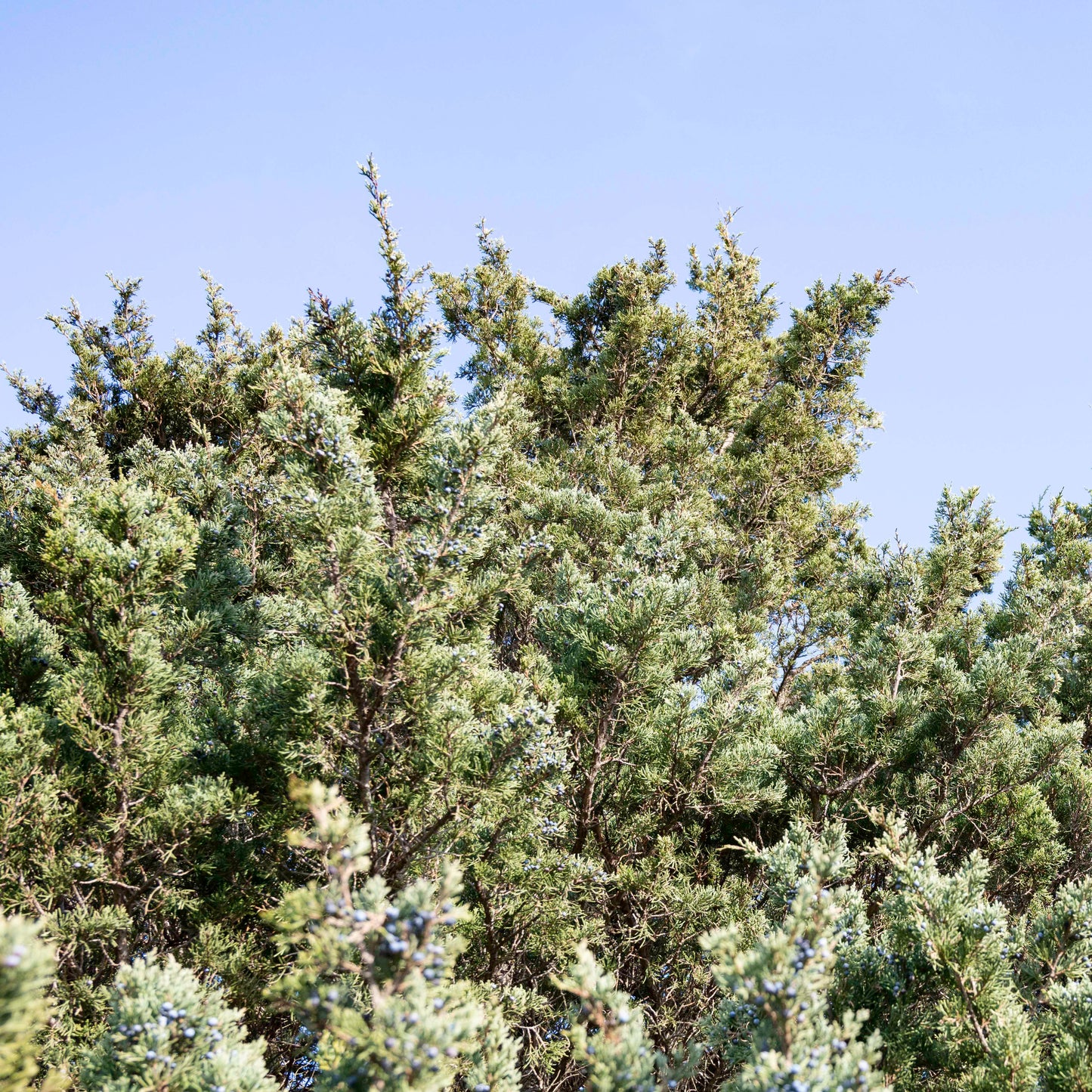 Juniper