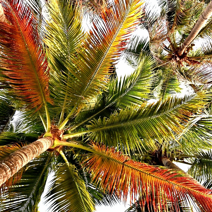 Palm III