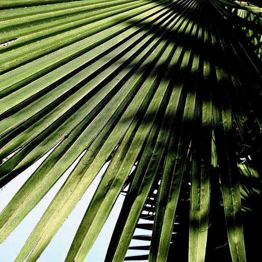Shadow Palm
