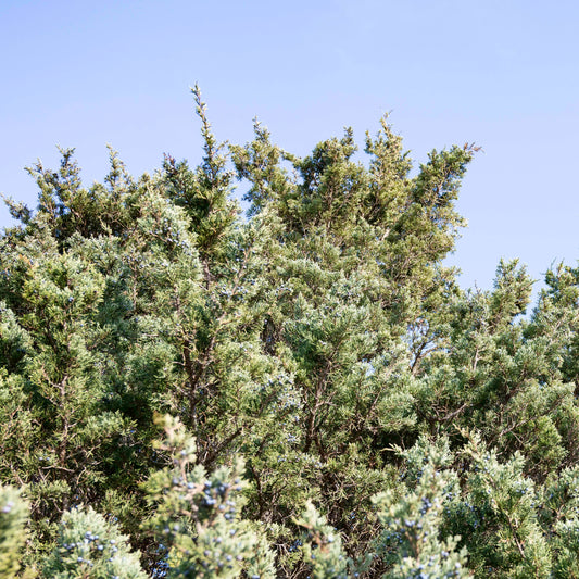 Juniper