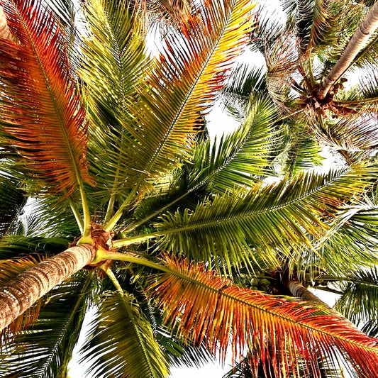 Palm III