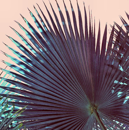 Peach Palm
