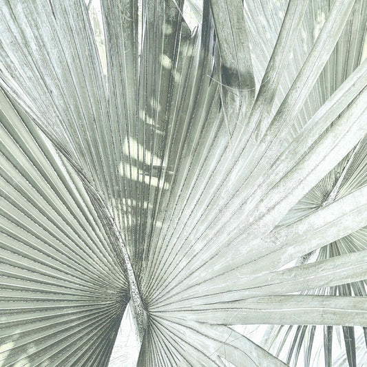 Silver Palm